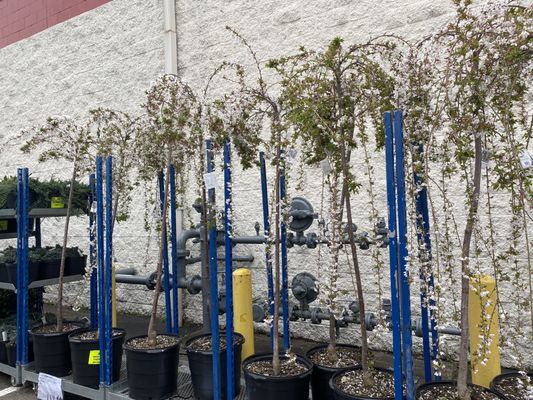 Costco Wholesale by null