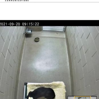 Olde Towne Pet Resort - Pet Sitting Near Me - Sterling, Virginia Olde Towne Pet Resort - Pet Sitting Near Me - Sterling, Virginia