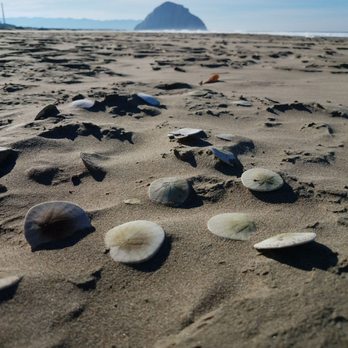 Morro Strand State Beach - Beaches Near Me