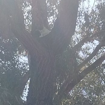 Andre Landscape Service - Andre's is our hero. Saved a cat out of a very tall tree for us. Andre's has given us great service for the last five years! - Landscaping Near Me - San Marcos, California