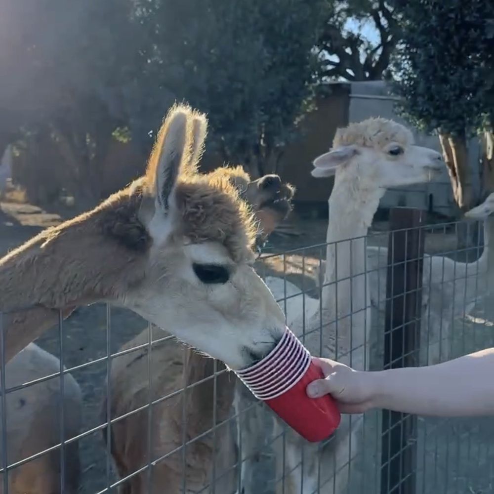 Back-to-Eden Ranch - Alpaca feeding! They are so soft and nice - Attraction Farms Near Me - Gilroy, California Back-to-Eden Ranch - Alpaca feeding! They are so soft and nice - Attraction Farms Near Me - Gilroy, California