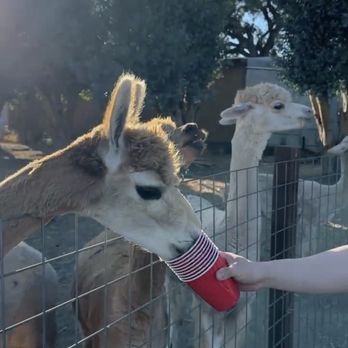 Back-to-Eden Ranch - Alpaca feeding! They are so soft and nice - Attraction Farms Near Me - Gilroy, California