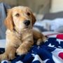 Photo of Puppies N Love