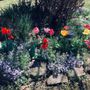Photo of Beckys Flower Farm