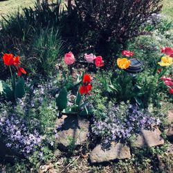 Beckys Flower Farm - So pretty