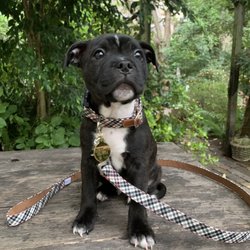 ok google pet shop near me