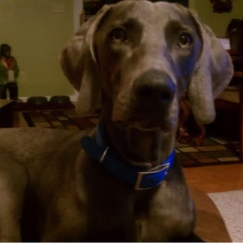 Weathered Rock Veterinary Clinic - I like Dr Popp and their staff. I love my master better!!! - Veterinarians Near Me - Jefferson City, Missouri Weathered Rock Veterinary Clinic - I like Dr Popp and their staff. I love my master better!!! - Veterinarians Near Me - Jefferson City, Missouri