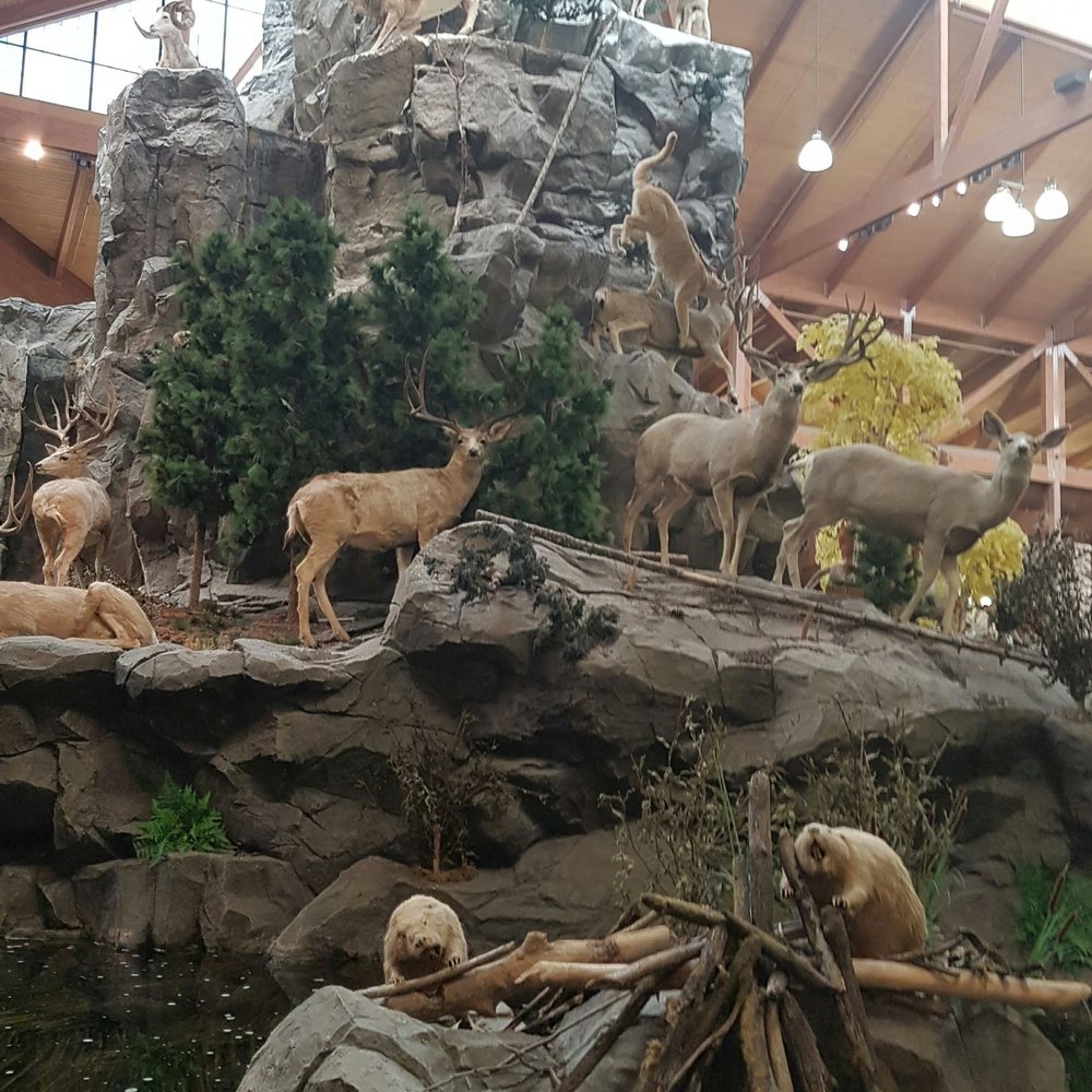 Cabela's - Outdoor Gear Near Me - Dundee, Michigan Cabela's - Outdoor Gear Near Me - Dundee, Michigan