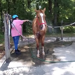 Dix Camelot Farms