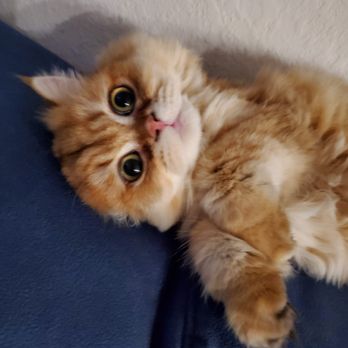 Phoenix Pet Salon - From this to that... - Pet Groomers Near Me - Davie, Florida Phoenix Pet Salon - From this to that... - Pet Groomers Near Me - Davie, Florida