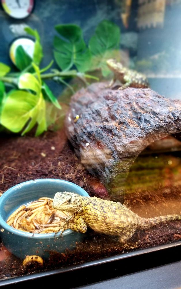 PETCO 38 Photos & 26 Reviews 2140 W Cleveland Ave, Madera