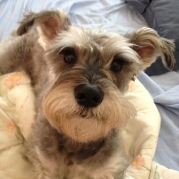 Alisal Pet Clinic - Veterinarians Near Me - Pleasanton, California Alisal Pet Clinic - Veterinarians Near Me - Pleasanton, California