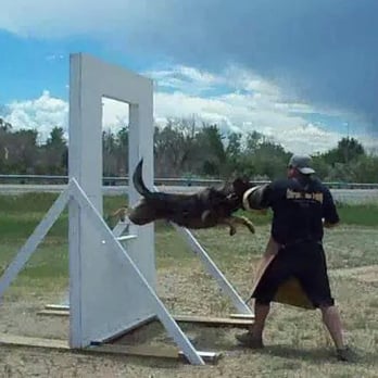 Colorado Canine Training - Pet Training Near Me - Denver, Colorado