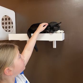 Mew Haven Cat Cafe - Pet Adoption Near Me - New Haven, Connecticut Mew Haven Cat Cafe - Pet Adoption Near Me - New Haven, Connecticut