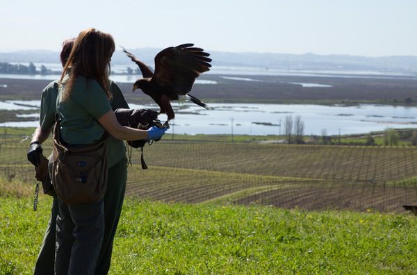 Bouchaine Vineyards by null