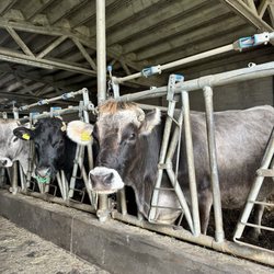 Le Case dei Baff - Farm cows