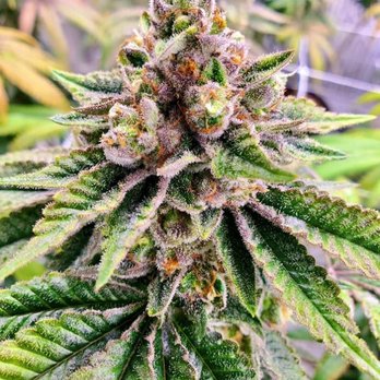 Mint Cannabis - Gainesville - Cannabis Clinics Near Me - Gainesville, Florida
