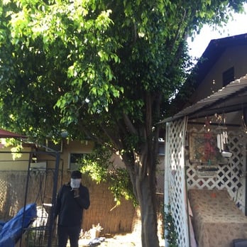 Alberts Tree Service - Tree Services Near Me - Azusa, California Alberts Tree Service - Tree Services Near Me - Azusa, California