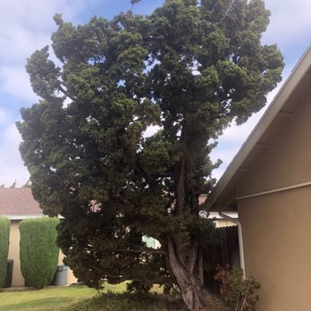 Environmental Green Tree Care - Tree before removal. - Tree Services Near Me