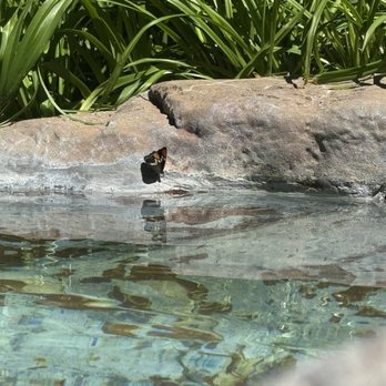 Lazy Z Resort - Butterflies drinking from the water - Resorts Near Me - Twain Harte, California