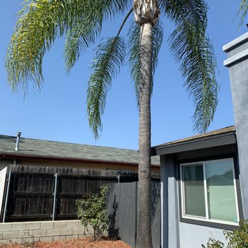 Tres Hermanos - After - Tree Services Near Me
