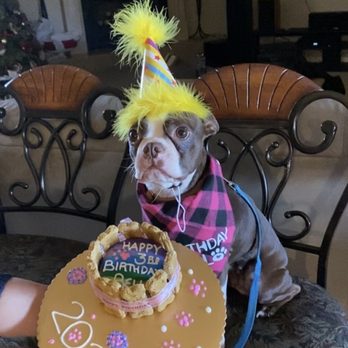 Pawtriotic Dog Bakery - Bella 3rd Bday partey - Pet Stores Near Me - Murrieta, California Pawtriotic Dog Bakery - Bella 3rd Bday partey - Pet Stores Near Me - Murrieta, California