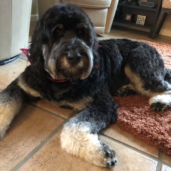 Blackhawk Grooming - Freshly trimmed! - Pet Groomers Near Me - Danville, California Blackhawk Grooming - Freshly trimmed! - Pet Groomers Near Me - Danville, California