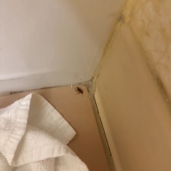 Fairfield by Marriott Inn & Suites Temecula - Roaches in the bathroom - Hotels Near Me - Temecula, California Fairfield by Marriott Inn & Suites Temecula - Roaches in the bathroom - Hotels Near Me - Temecula, California