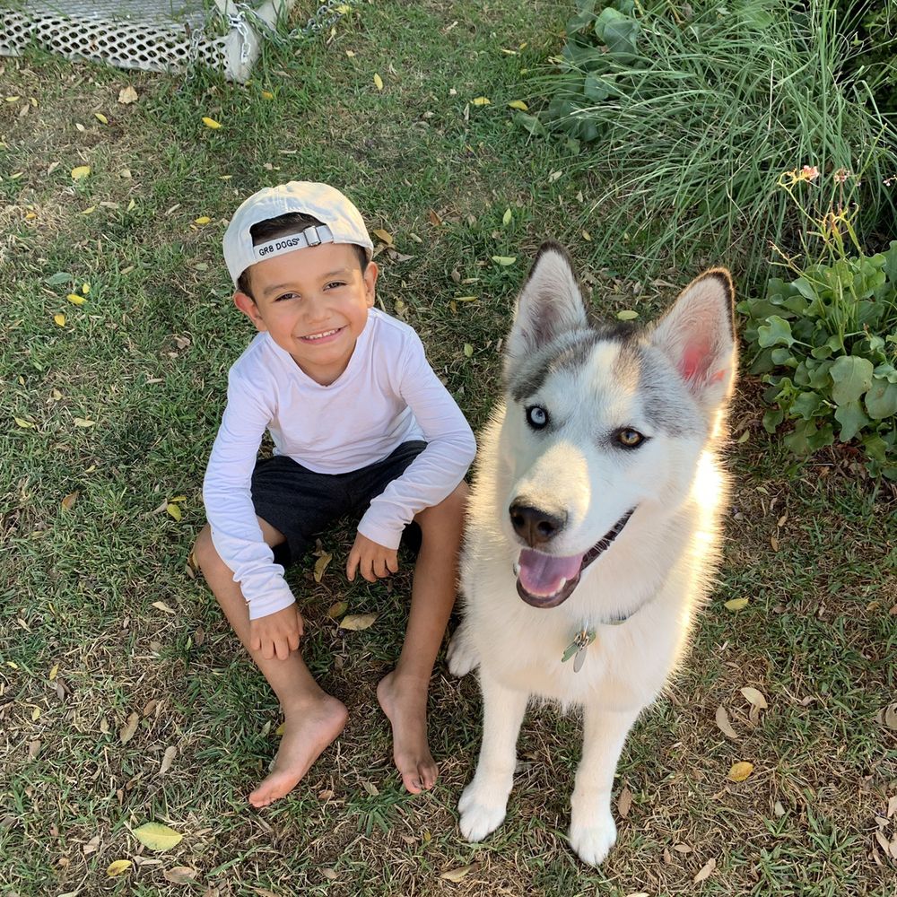 Do You Need A Dog License In Los Angeles