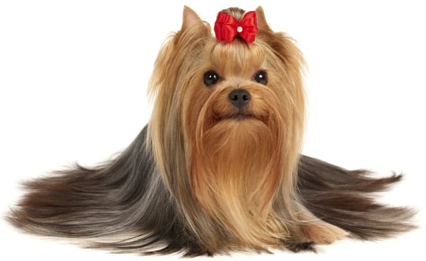 precious furs mobile pet spa