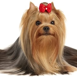 Precious Furs Mobile Pet Spa