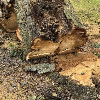 Goodman Tree Service - Tree Services Near Me - Whittier, California Goodman Tree Service - Tree Services Near Me - Whittier, California
