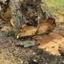 Photo of Goodman Tree Service