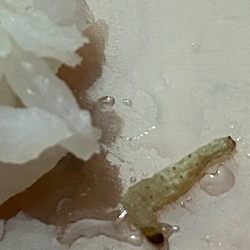 Jade Garden Restaurant