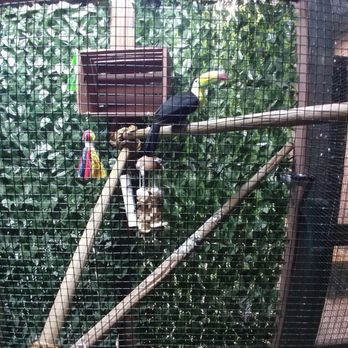 SeaQuest - Woodbridge - Really shy toucan - Aquariums Near Me - Woodbridge, New Jersey