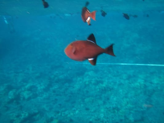 Molokini Crater by null