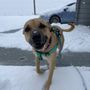 Photo of Fluvanna PawPals