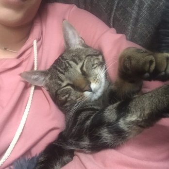 Verg - Our asthmatic cat happy to be home! - Emergency Pet Hospital Near Me - Brooklyn, New York Verg - Our asthmatic cat happy to be home! - Emergency Pet Hospital Near Me - Brooklyn, New York