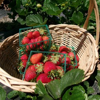 Holt Garden Center - Their strawberries are so sweet and the quantity and quality are amazing! - Nurseries & Gardening Near Me - Chino, California Holt Garden Center - Their strawberries are so sweet and the quantity and quality are amazing! - Nurseries & Gardening Near Me - Chino, California