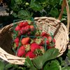 Holt Garden Center gift card