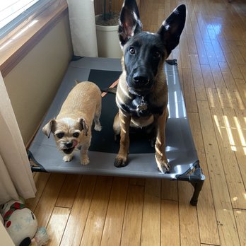 Dogfather Dog Institute - Pet Training Near Me Dogfather Dog Institute - Pet Training Near Me
