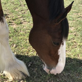 Sargent Equestrian Center - In awe! - Horseback Riding Near Me - Lodi, California