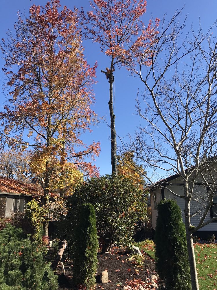 DOUG’S TREE SERVICE Updated September 2024 Everett, Washington