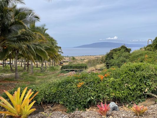 Punakea Palms by null