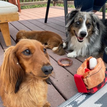 Behavior Vets - Oscar with his pal Bentley. - Pet Training Near Me - Castle Rock, Colorado