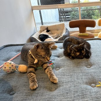 Cat Cafe Meows Rakuen - Cafes Near Me - Gardena, California Cat Cafe Meows Rakuen - Cafes Near Me - Gardena, California