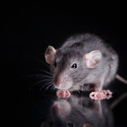 Splat Pest Control