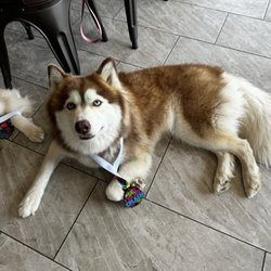 Caffeine Aroma - Pet friendly all sizes