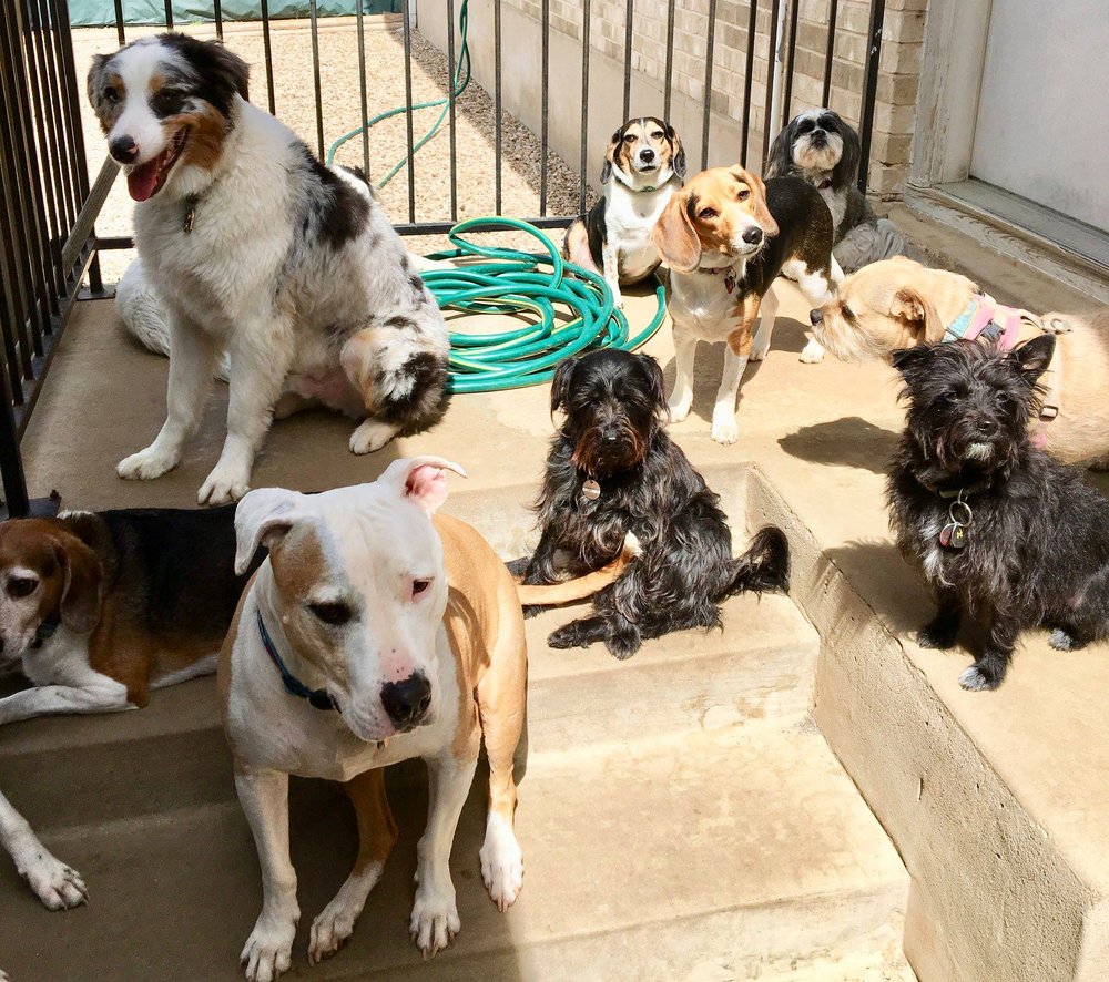 AUSTIN DOGTOWN BOARDING & DAYCARE 26 Photos & 84 Reviews 537