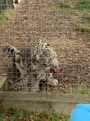 Highland Wildlife Park by null